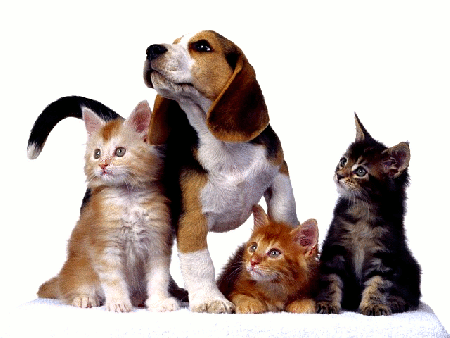 Pies beagle i trzy koty